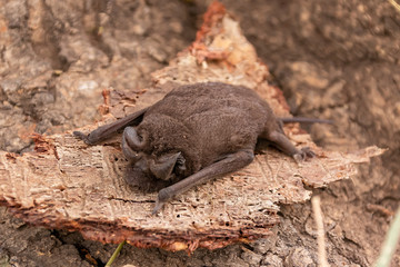 タンザニア・ンゴロンゴロで見つけた、コウモリの赤ちゃん
