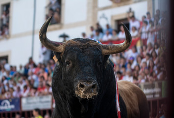 primer plano de un toro en la plaza de toros