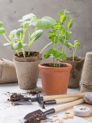 Gardening farming. Seedlings cucumber and pear in peat pot with scattered soil and garden tool. Set for growing on wooden  background.