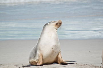 this is a female sea lion at Seal Bay