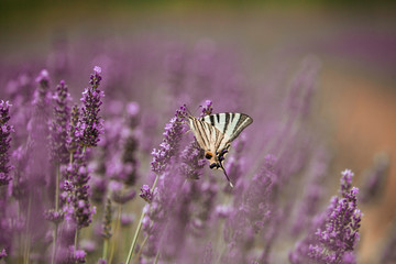 Butterfly on purple lavender flower