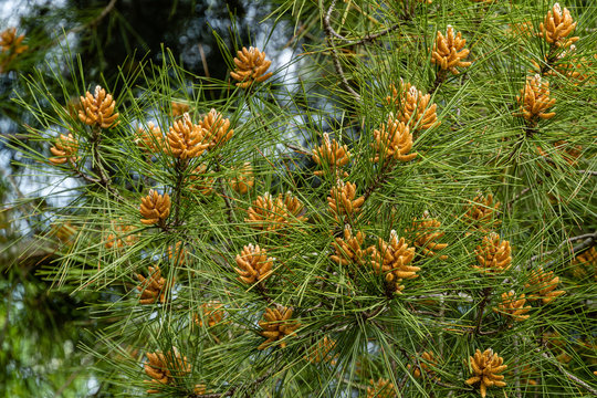 Pitsunda pine Pinus brutia pityusa on blurred green background. Selective focus. Yellow male cones on pine branches with long needles. Close-up. Nature concept for design.