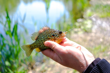 small colored fish in the hands of the fisherman