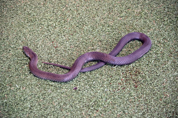 this is a pygmy copperhead snake