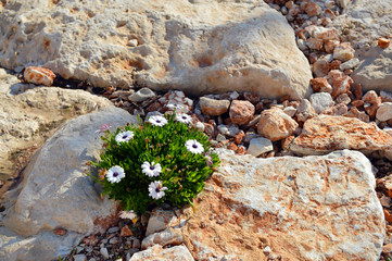 Flowers grow in the stone substrate