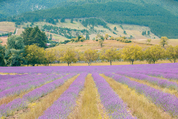 Fototapeta na wymiar Lavender field with mountains, France