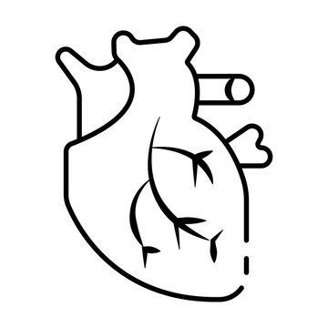 Realistic human heart vector drawing