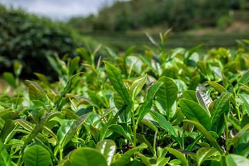 China's green tea garden. Spring tea plantation.