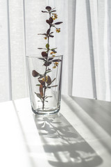 Spring flower blossoms and leaves in vase on a table with sunrise backlight