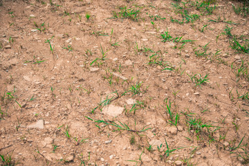 Dry ground with grass blooming background