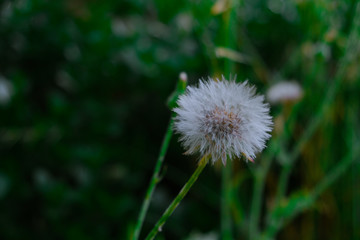 White dandelion in the field