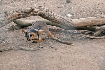 this is a side view of a yellow footed rock wallaby