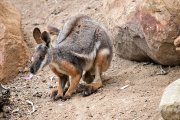the Yellow footed rock wallaby is resting