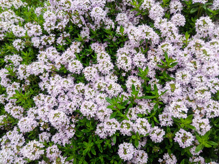 Obraz premium Alyssum shrub with thick small light purple flowers