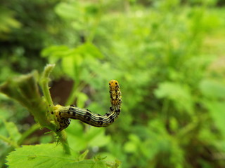 ヒロバトガリエダシャク 幼虫 larva of moth