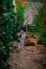 Black and white spotted cat