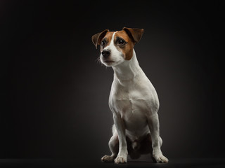 A brown and white dog looking at the camera