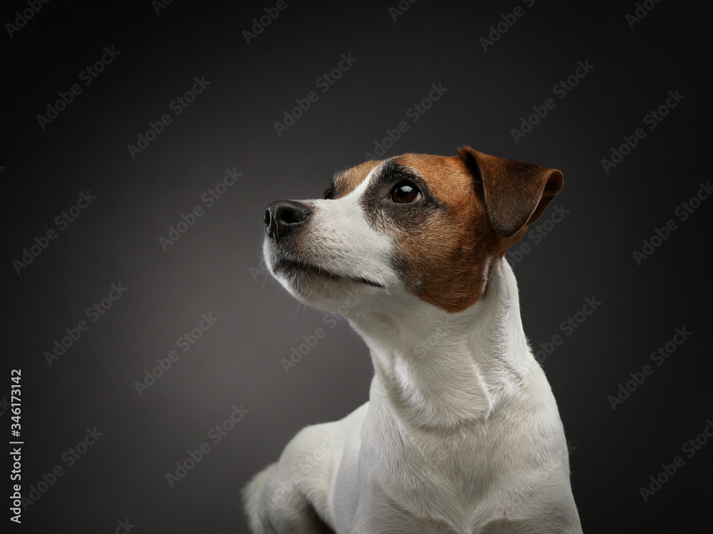 Wall mural a brown and white dog looking at the camera