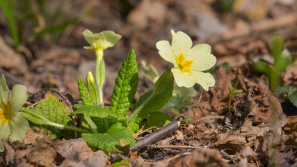 Primula gialla in primo piano nel bosco in primavera