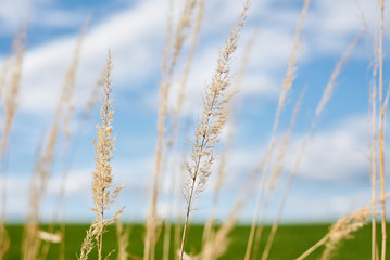 Close-up picture of dry yellow grass on green field with light blue sky and white clouds. Countryside village rural natural background at sunny weather in spring summer. Nature protection concept.