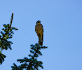 red tailed hawk