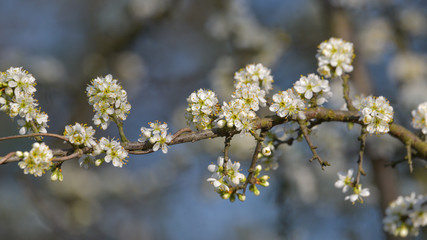 Piccoli fiori bianchi sul rametto dell'albero in aprile