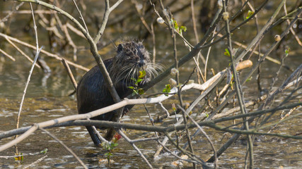 Nutria in primo piano posata sul ramo nella palude