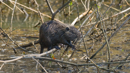 Nutria in primo piano posata sul ramo nella palude