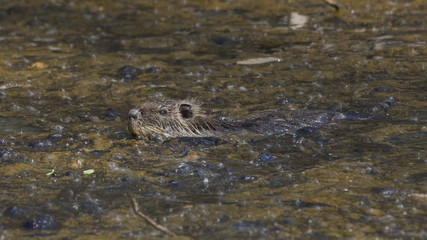 Nutria che nuota sul lago nella palude