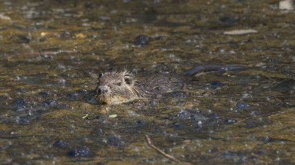 Nutria che nuota sul lago nella palude