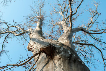 Plane tree in spring against the blue sky