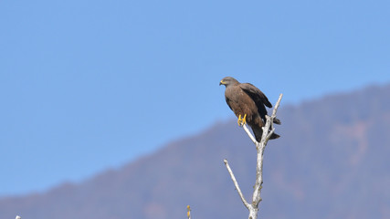 Nibbio bruno, falco, in primo piano, posato sulla cima dell'albero