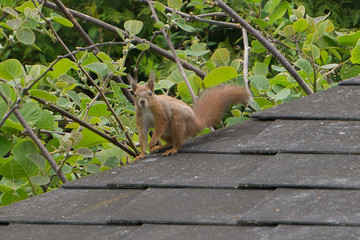 squirrel on a tree