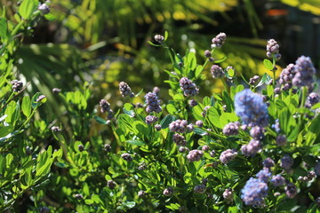 Fleurs violettes