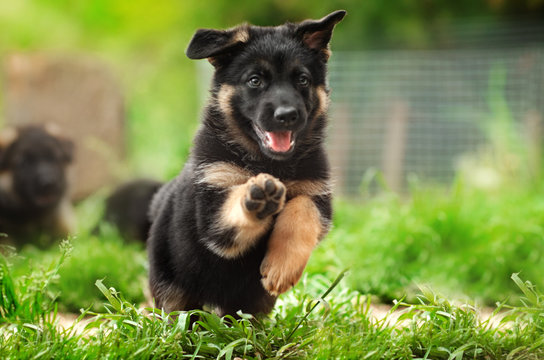 funny photos cute puppies of a German shepherd dog spring games bright greens
