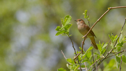 Usignolo che canta dal ramo di un albero, in primavera