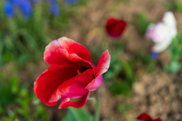red tulips with dew on the leaves and soil in the background