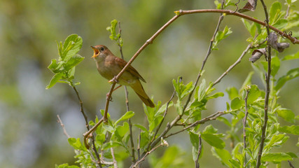Usignolo che canta dal ramo di un albero, in primavera