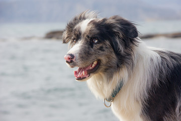 Dog Breed Border Collie With Expressive Look On The Seashore