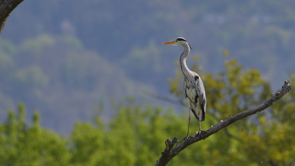 Airone cenerino, in primo piano, in cima agli alberi
