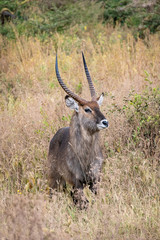 タンザニア・ンゴロンゴロで見かけた、立派な角を持つ雄のウォーターバック