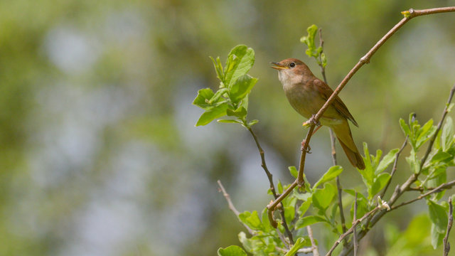 Usignolo che canta dal ramo di un albero, in primavera