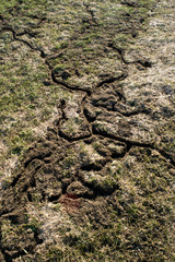 Laufgänge von Mäusen