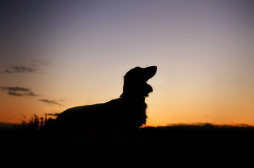 lovely portrait of a long-haired dachshund puppy dog ​​silhouette at sunset
