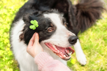 a hand is putting a clover on border collies' head