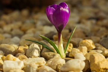 Krokus na żwirowym podłożu © Jerzy