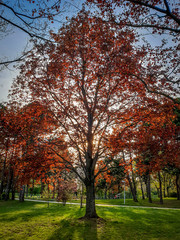 Amazing vibrant sunrays through branches of tree on meadow on sunny spring afternoon. Colorful red tree with warm yellow sunlight at twilight sunset. 