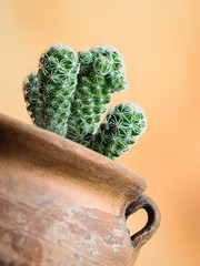 Cactus en vasija