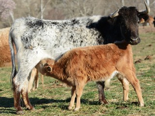 un becerro bebe leche de su madre