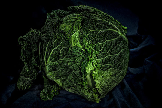 head of cabbage